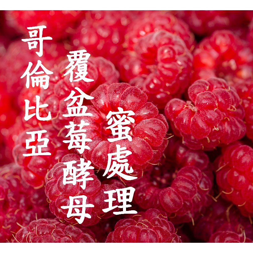 (2022) 獵豆工坊 哥倫比亞 覆盆莓 酵母蜜處理 咖啡生豆
