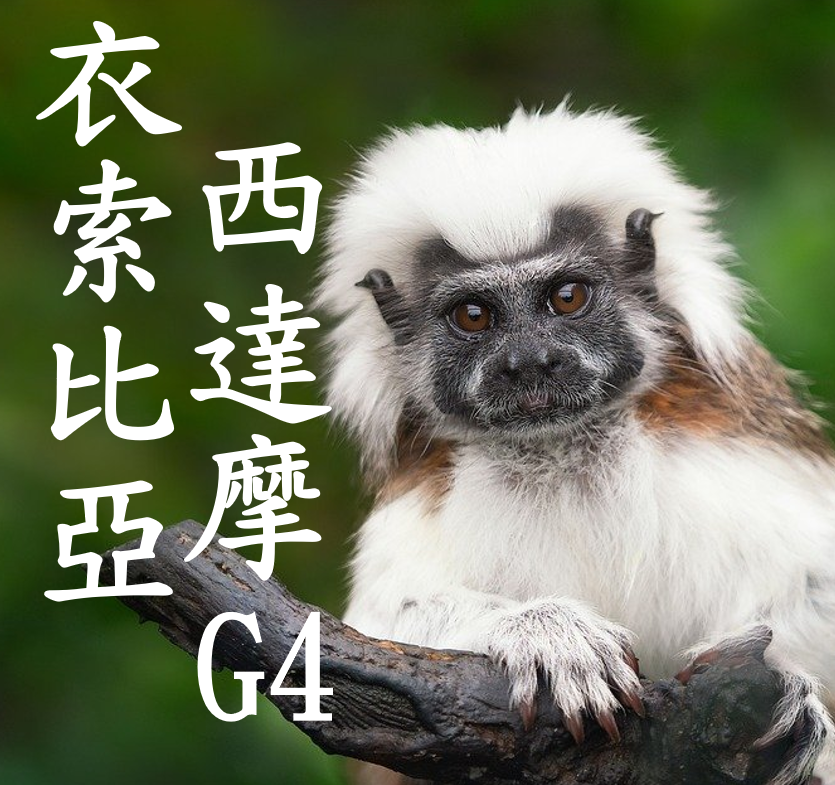(2025新產季) 獵豆工坊  衣索比亞 西達摩G4 日曬 生豆