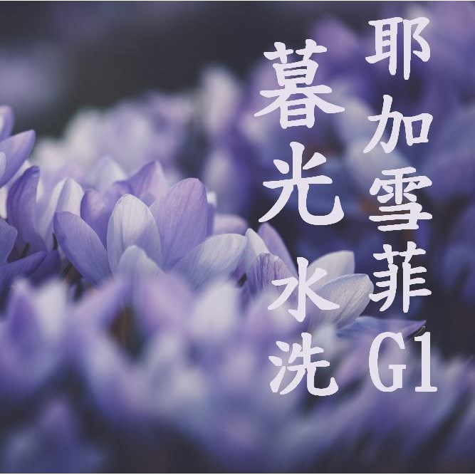 (2024再新一批次!!豆貌超級漂亮!) 獵豆工坊🐆 衣索比亞 耶加雪菲  G1 水洗 暮光處理廠 咖啡生豆
