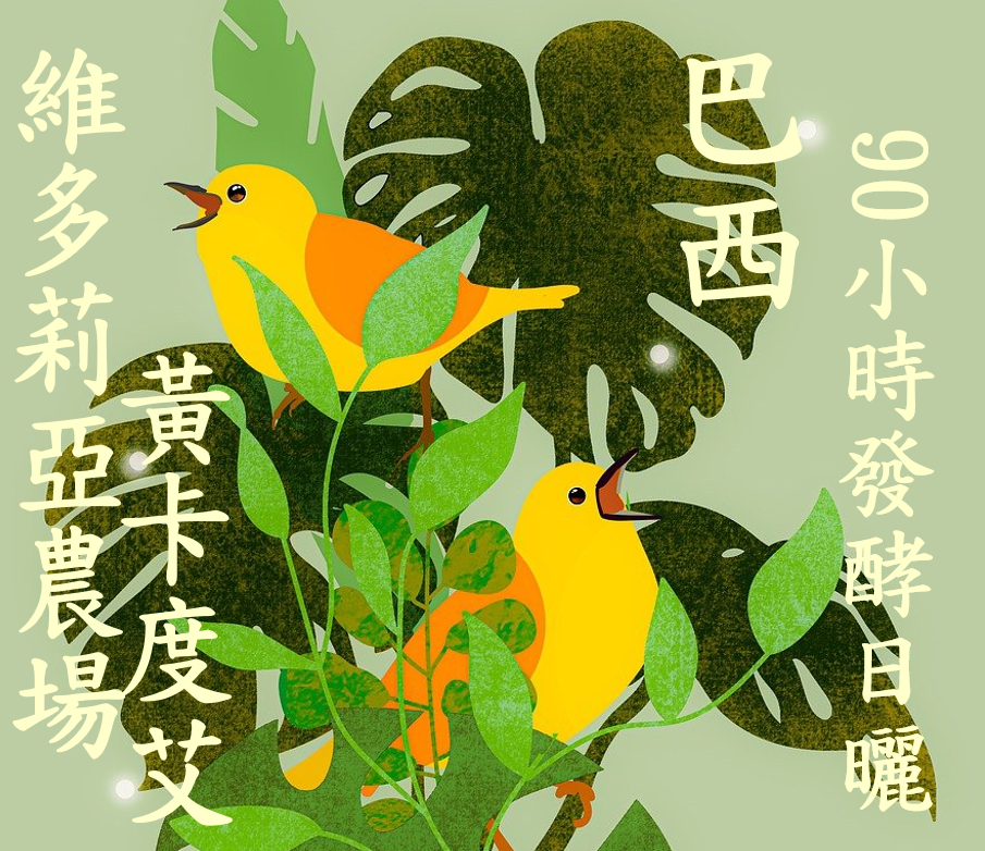 (2023) 獵豆工坊 南美洲 南美洲 巴西 巴烏莊園 維多莉亞農場 黃卡杜艾 90小時發酵日曬處理   咖啡生豆