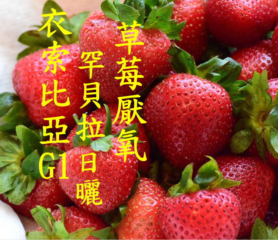 (2024)空運 獵豆工坊🐆 衣索比亞 谷吉  罕貝拉 草莓厭氧  咖啡生豆