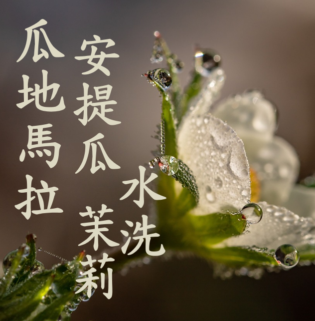 (2024) 獵豆工坊 瓜地馬拉 安提瓜 火山 茉莉 水洗 咖啡生豆