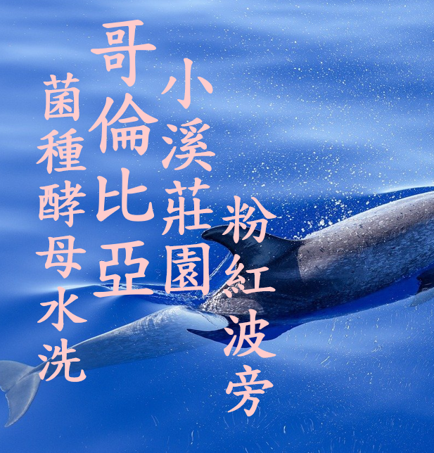 (2024) 獵豆工坊  哥倫比亞 薇拉 小溪莊園 菌種酵母水洗  咖啡生豆