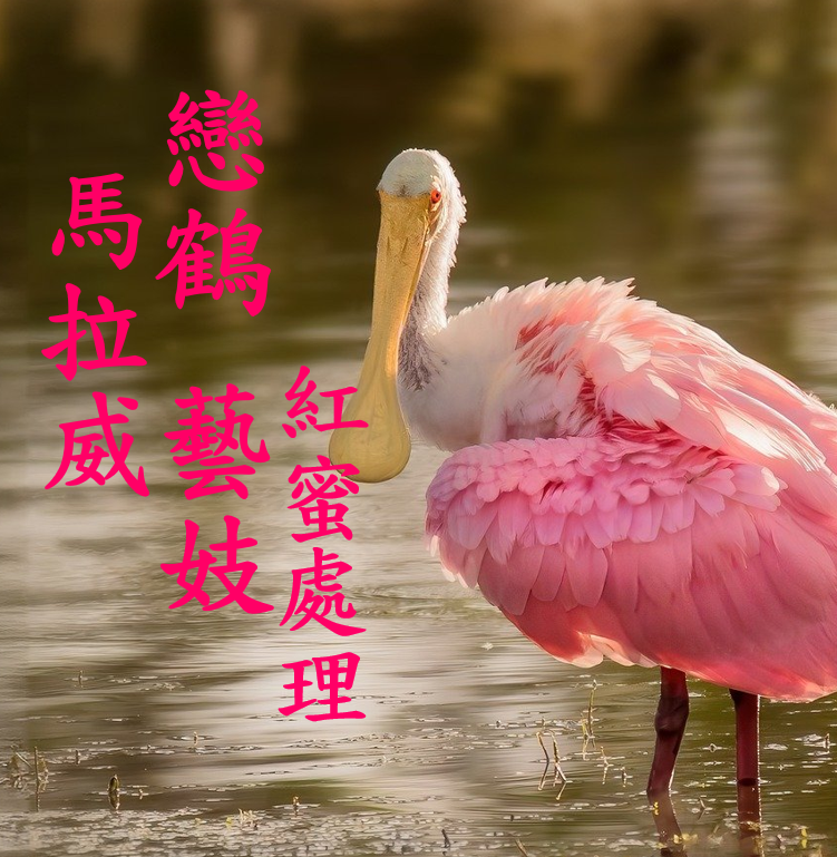 (24/25新產季) 獵豆工坊　馬拉威 戀鶴 藝妓 紅蜜處理  AAA   咖啡生豆