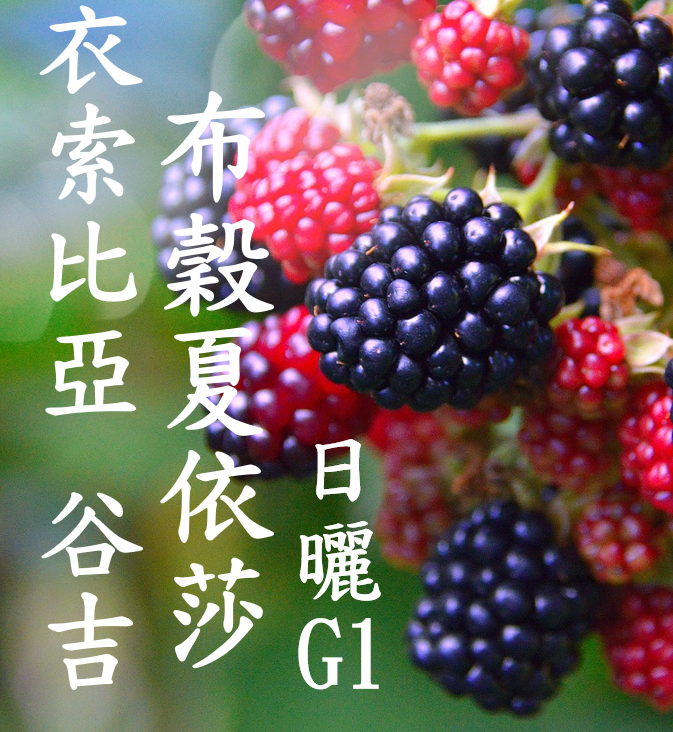 (2024) 獵豆工坊衣索比亞 谷吉 布穀夏依莎 山茶花 日曬 G1   咖啡生豆