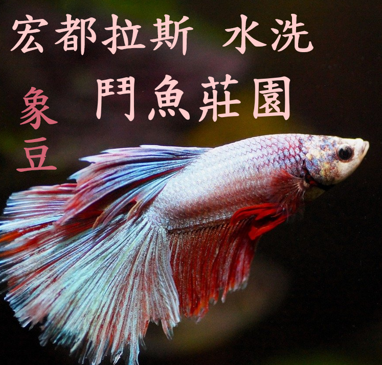 (2024) 獵豆工坊 宏都拉斯 鬥魚莊園 象豆 水洗 咖啡生豆