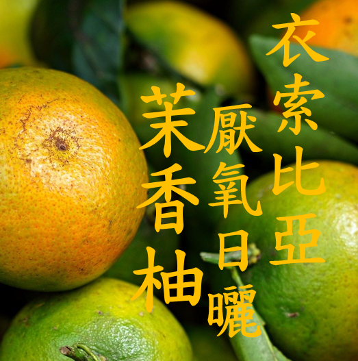 (2024) 獵豆工坊 衣索比亞 谷吉 烏啦嘎 茉香柚 厭氧日曬 G1  咖啡生豆 