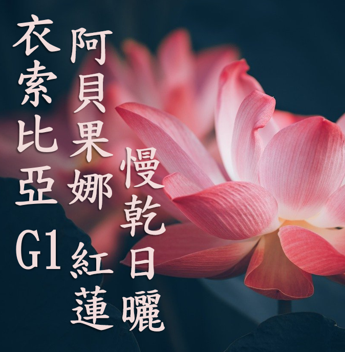 (2024) 獵豆工坊 衣索比亞 西達摩 阿貝果娜 紅蓮 慢乾日曬 G1 咖啡生豆 
