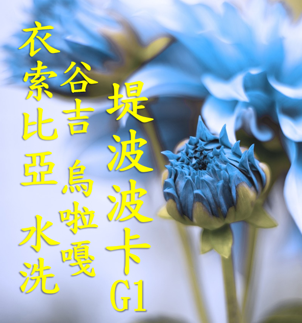 (2024) 獵豆工坊 衣索比亞 谷吉 烏拉嘎 提波波卡 水洗G1  咖啡生豆 
