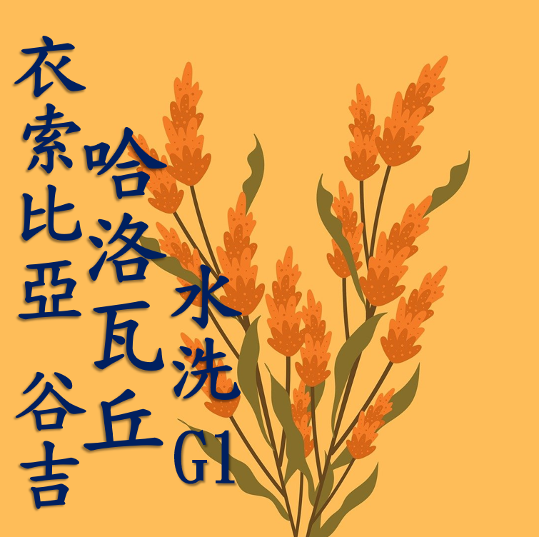 (24/25)  獵豆工坊  衣索比亞 谷吉 烏拉嘎 哈洛瓦丘處理廠 水洗g1    咖啡生豆 