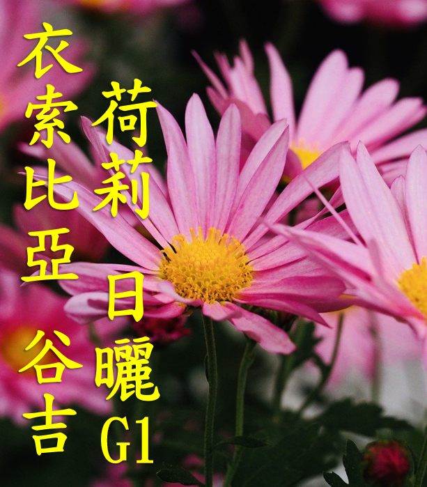 (24/25)  獵豆工坊 衣索比亞 谷吉 罕貝拉 荷莉 日曬G1 咖啡生豆 