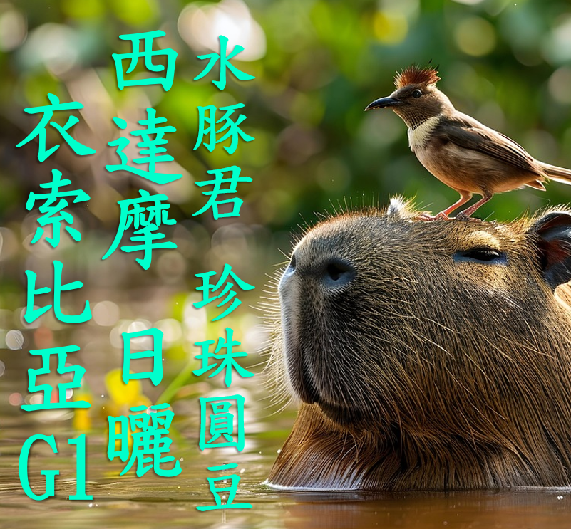 (2024)  獵豆工坊 衣索比亞 西達馬 水豚君 日曬 珍珠圓豆 G1   咖啡生豆