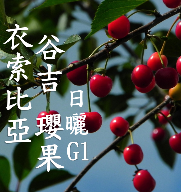 (2025)  獵豆工坊衣索比亞 谷吉 罕貝拉 瓔果 日曬G1  咖啡生豆 