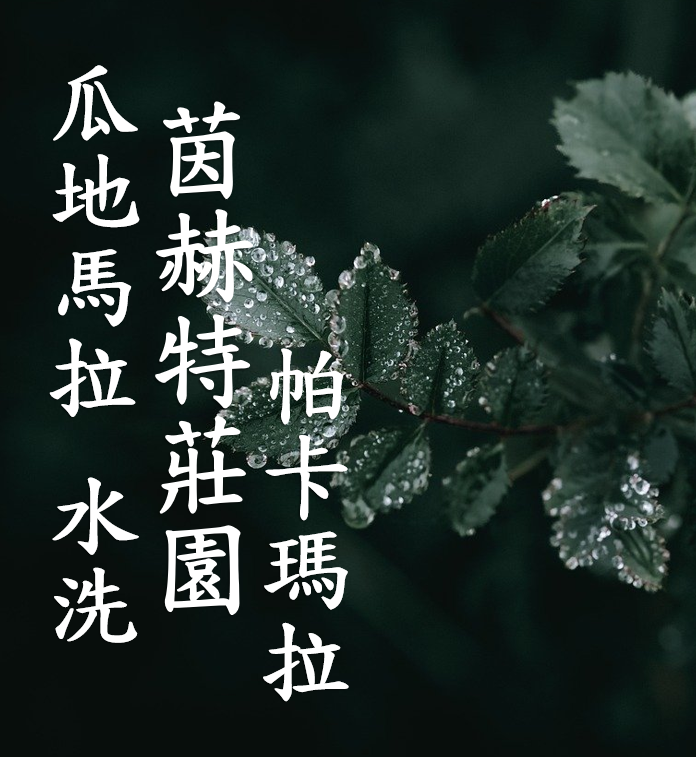 (2025)  獵豆工坊  泰國 清萊 東方美人 雙重厭氧蜜處理 咖啡生豆  -複製