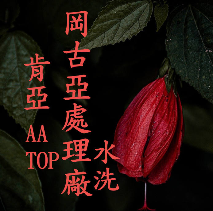 (2025) 獵豆工坊 肯亞 岡古亞處理廠 SL28, Ruiru11 AA TOP 水洗 咖啡生豆 