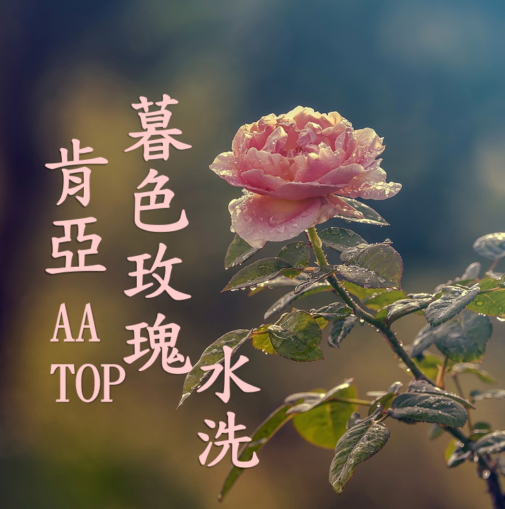(2025) 獵豆工坊 肯亞 涅里 暮色玫瑰 SL28, SL34 AA TOP 水洗 咖啡生豆  
