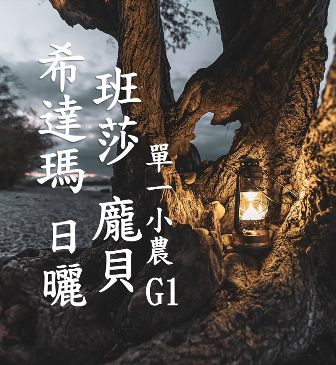 (2025)  獵豆工坊 衣索比亞 日曬 希達馬 班莎 龐貝 Dakamo Dangiso 單一小農批次 G1 咖啡生豆 