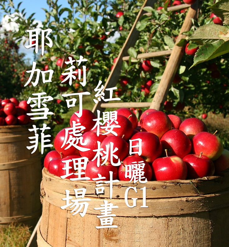 (2025)  獵豆工坊 衣索比亞 紅櫻桃計畫 耶加雪菲 莉可 日曬g1  咖啡生豆 
