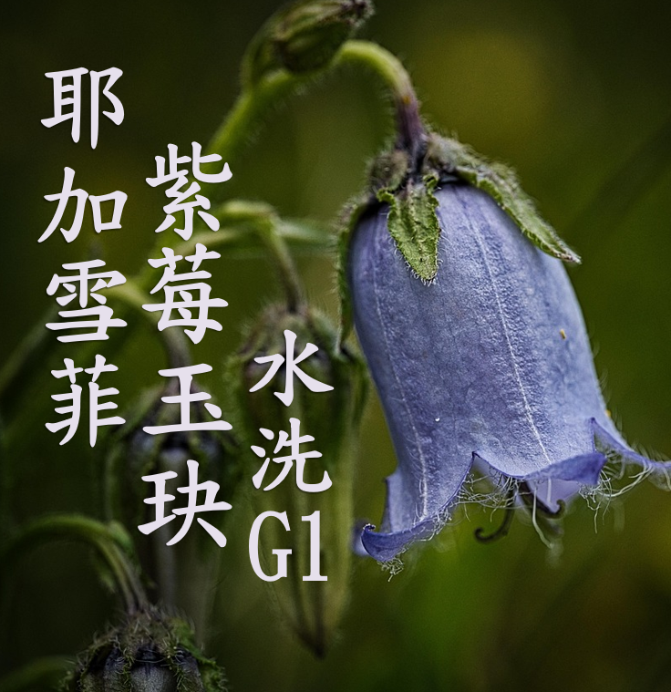 (2025)  獵豆工坊 衣索比亞 耶加雪菲 柯卡 紫莓玉玦 水洗G1  咖啡生豆