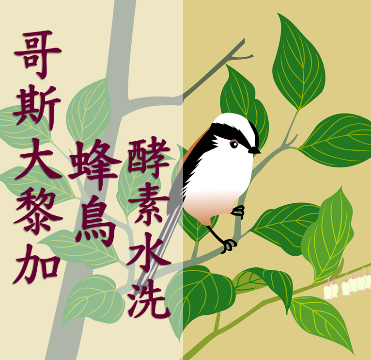 (2025)  獵豆工坊 巴拿馬  波奎特  聖靈之花 藝妓 日曬 咖啡生豆  -複製