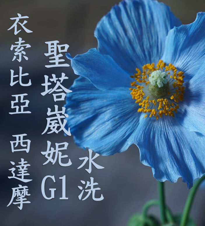 (2025)  獵豆工坊 衣索比亞 ⻄達摩 聖塔崴妮 水洗G1  咖啡生豆 