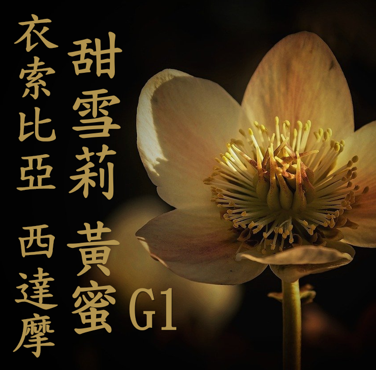 (2025)  獵豆工坊 衣索比亞 西達摩  花貝果娜 甜雪莉 黃蜜 TOP G1  咖啡生豆 