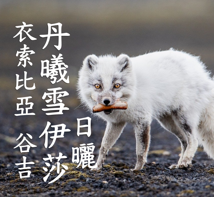 (2025)  獵豆工坊衣索比亞 谷吉 罕貝拉 丹曦雪伊莎 日曬G1  咖啡生豆 