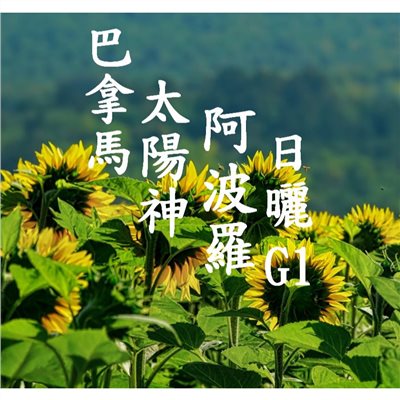 (2024豆貌佳)  獵豆工坊  中美洲 巴拿馬 太陽神 阿波羅 日曬 咖啡生豆 