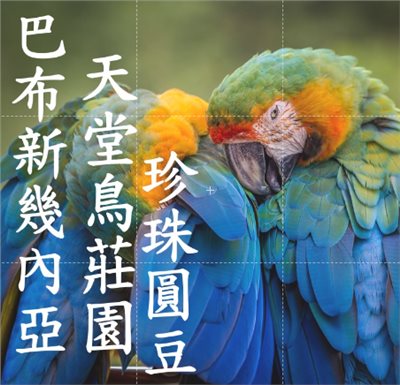 (2025) 獵豆工坊🐆 新幾內亞 維基谷地 西格里/天堂鳥莊園 水洗處理 珍珠圓豆 咖啡生豆