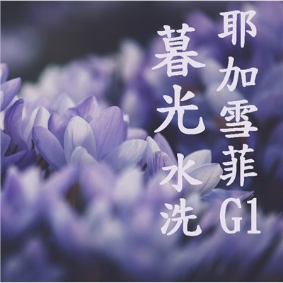 (2024再新一批次!!豆貌超級漂亮!) 獵豆工坊🐆 衣索比亞 耶加雪菲  G1 水洗 暮光處理廠 咖啡生豆