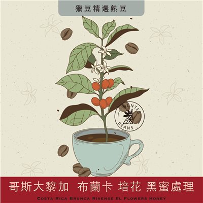 (咖啡熟豆) 獵豆工坊  哥斯大黎加  布蘭卡 堷花 黑蜜處理   225g/450g  咖啡豆 