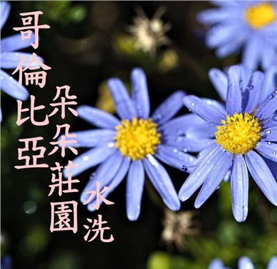(2023)獵豆工坊哥倫比亞 朵朵莊園 鐵皮卡改良種 水洗  咖啡生豆 