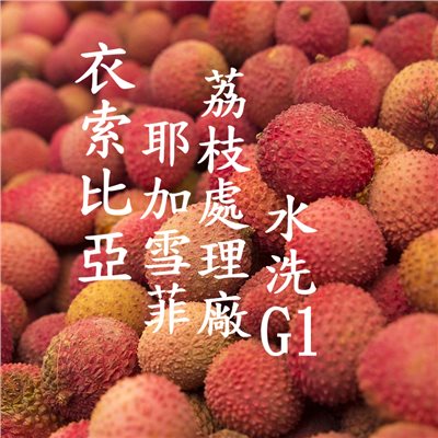 (2024) 獵豆工坊🐆衣索比亞 耶加雪菲 沃卡村 荔枝處理場 水洗G1    咖啡生豆