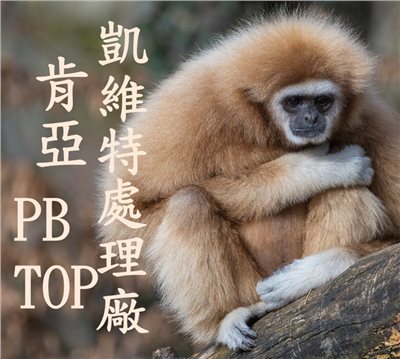 (2024) 獵豆工坊  肯亞 恩布 凱維特處理廠 珍珠圓豆 TOP  咖啡生豆 