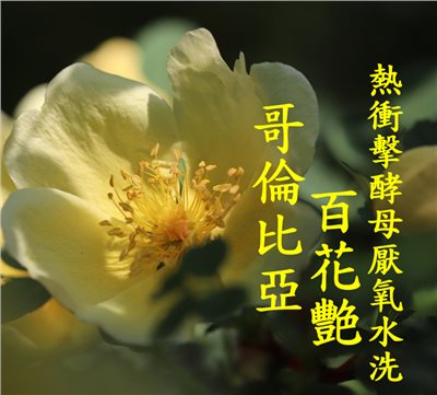 (2024)獵豆工坊🐆哥倫比亞 薇拉 百花艷 熱衝擊酵母厭氧水洗     咖啡生豆
