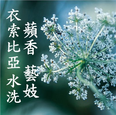 (2025新產季到貨!超水) 獵豆工坊🐆 衣索比亞 班奇馬吉 蘋香藝妓 水洗G1   咖啡生豆