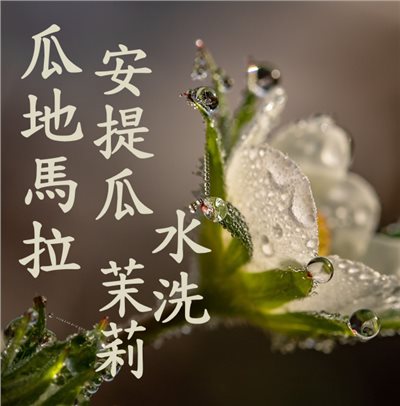 (2024) 獵豆工坊 瓜地馬拉 安提瓜 火山 茉莉 水洗 咖啡生豆