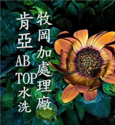 (2024) 獵豆工坊  肯亞 祈安布 崗牧加處理廠 AB TOP 水洗   咖啡生豆