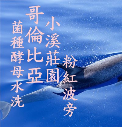 (2024) 獵豆工坊  哥倫比亞 薇拉 小溪莊園 菌種酵母水洗  咖啡生豆