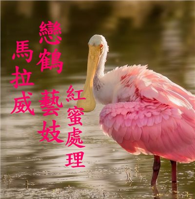 (24/25新產季) 獵豆工坊　馬拉威 戀鶴 藝妓 紅蜜處理  AAA   咖啡生豆