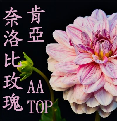 (2024) 獵豆工坊 肯亞 奈洛比玫瑰 水洗 AA TOP  咖啡生豆