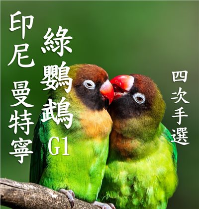 (2025 ) 獵豆工坊 印尼 蘇門答臘 綠鸚鵡 曼特寧 G1 (四次手挑) 咖啡生豆