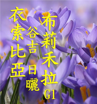 (24/25)  獵豆工坊衣索比亞 日曬 古吉 布莉禾拉G1    咖啡生豆 