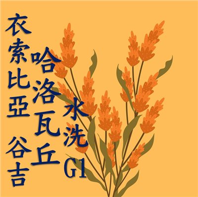 (24/25)  獵豆工坊  衣索比亞 谷吉 烏拉嘎 哈洛瓦丘處理廠 水洗g1    咖啡生豆 
