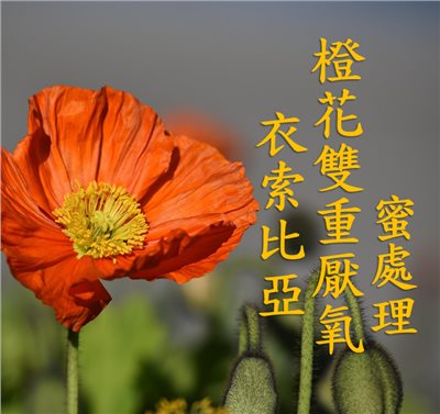 (2025)  獵豆工坊 衣索比亞 希達瑪 橙花雙重厭氧蜜處理 G1   咖啡生豆 
