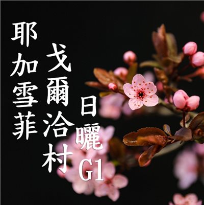 (2025) 獵豆工坊🐆衣索比亞 耶加雪菲 戈爾洽村 確幸處理廠 日曬 G1   咖啡生豆 