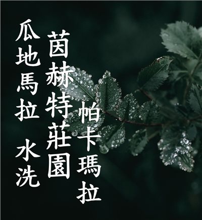 (2025)  獵豆工坊  泰國 清萊 東方美人 雙重厭氧蜜處理 咖啡生豆  -複製
