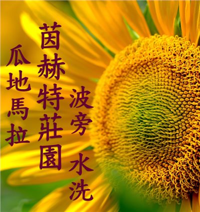(2025)  獵豆工坊 瓜地馬拉 薇薇特南果 茵赫特莊園 水洗 波旁  咖啡生豆