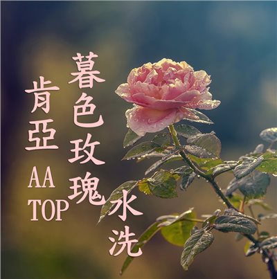(2025) 獵豆工坊 肯亞 涅里 暮色玫瑰 SL28, SL34 AA TOP 水洗 咖啡生豆  