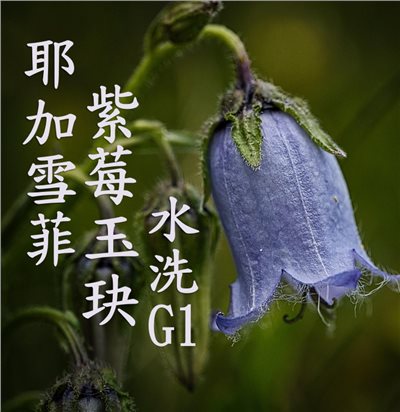 (2025)  獵豆工坊 衣索比亞 耶加雪菲 柯卡 紫莓玉玦 水洗G1  咖啡生豆